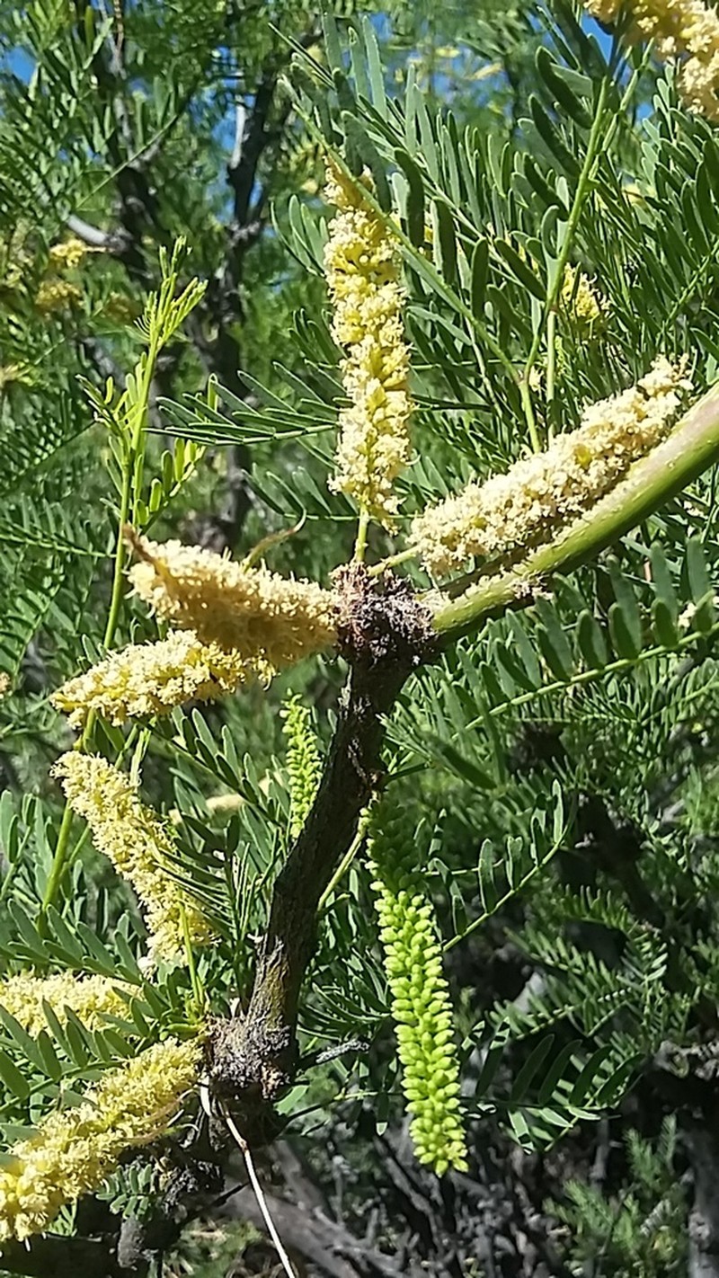 Neltuma odorata photo 3