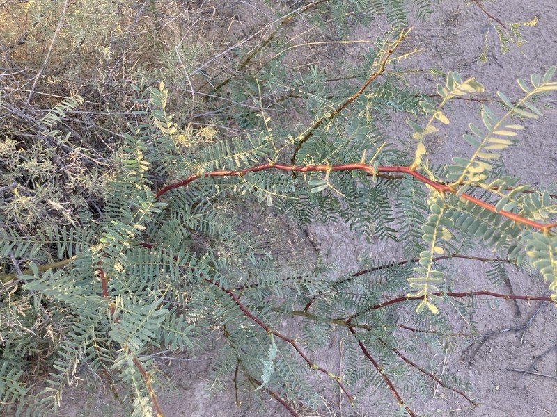 Neltuma odorata photo 4