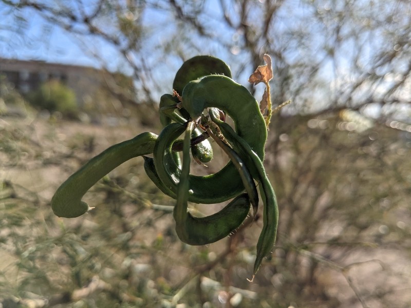 Neltuma odorata photo 5