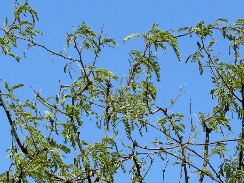 Neltuma odorata photo 6