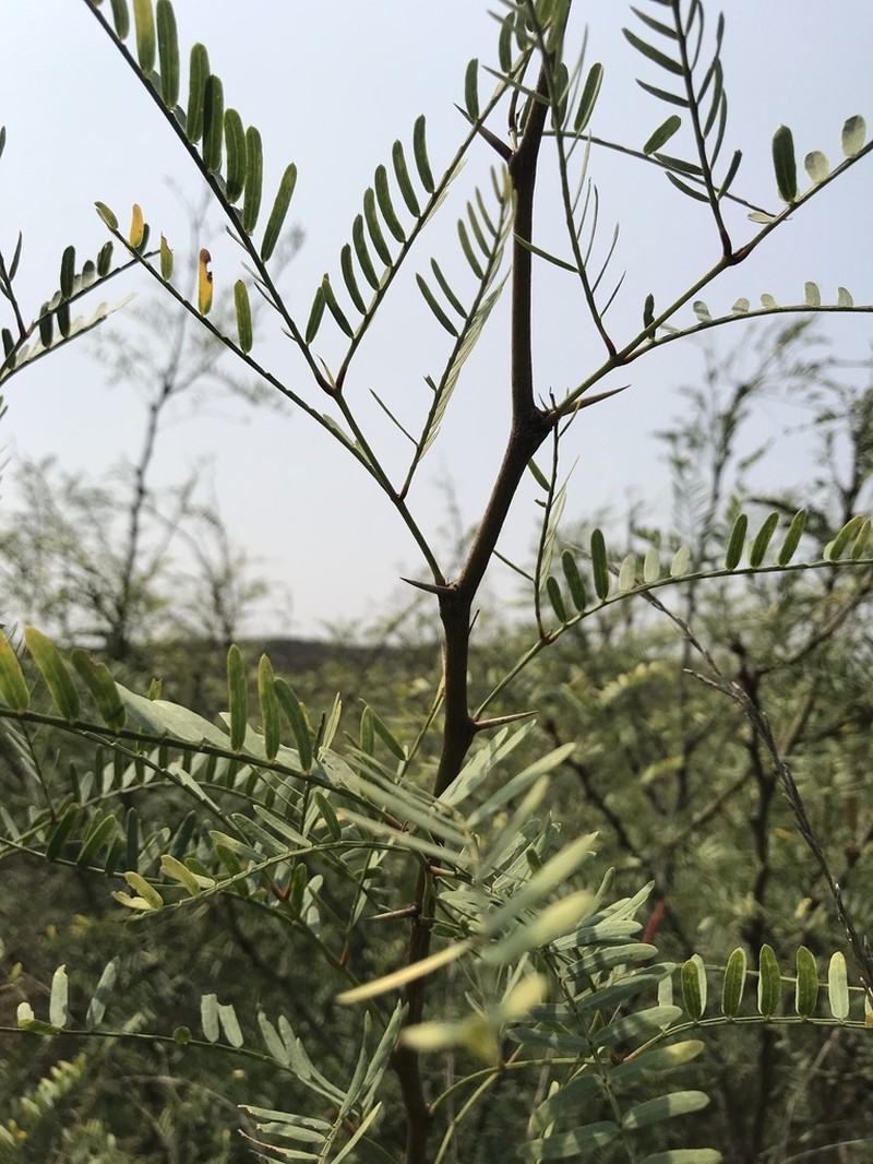 Neltuma odorata photo 7