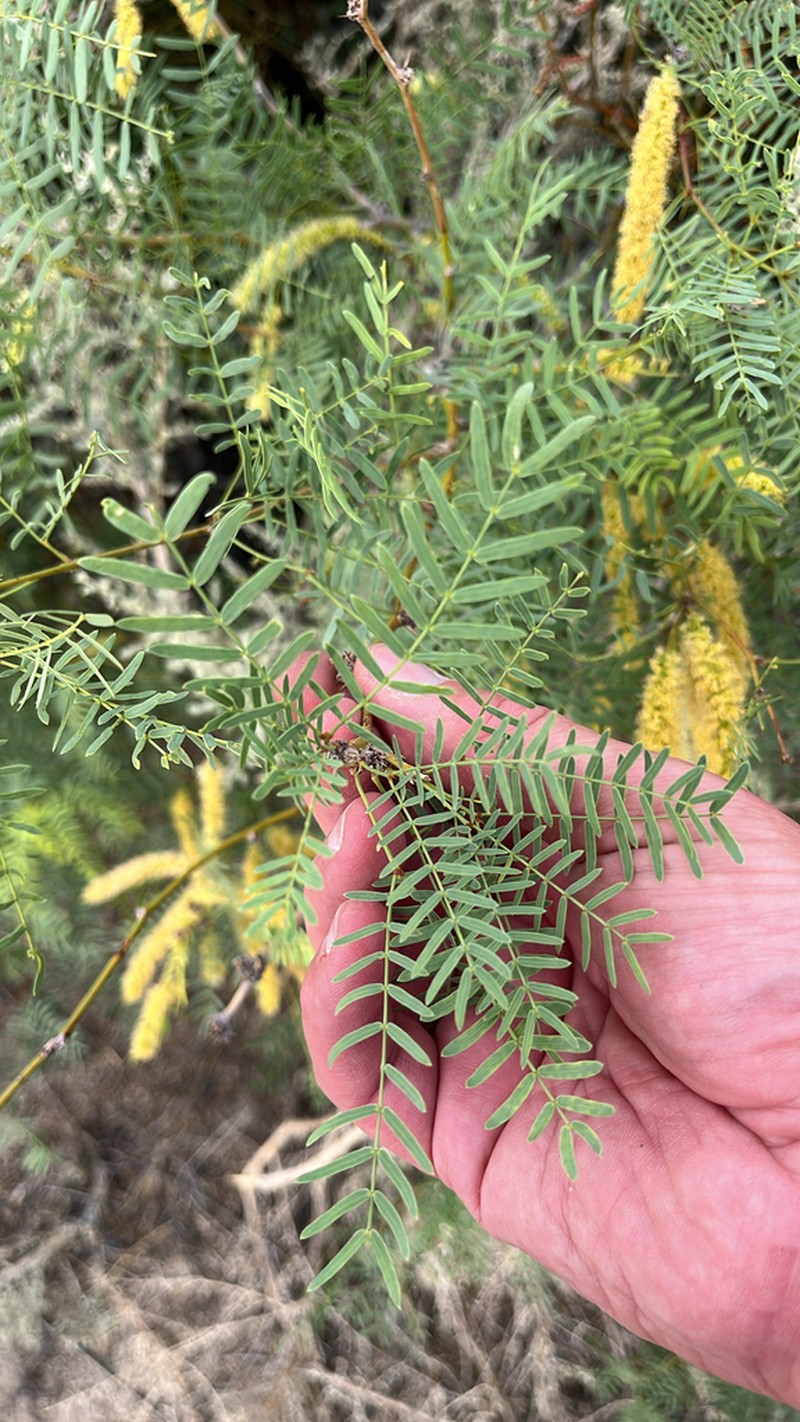 Neltuma odorata photo 8