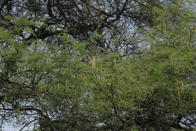 Neltuma piurensis