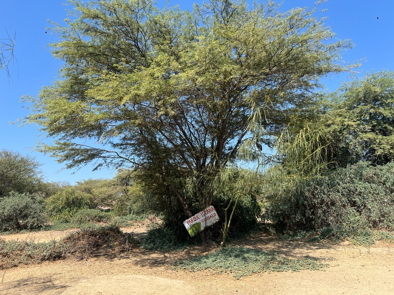 Neltuma piurensis photo 2