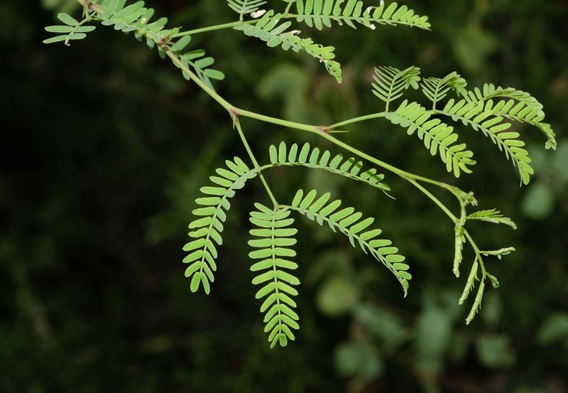 Neltuma piurensis photo 3