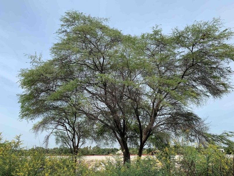 Neltuma piurensis photo 4