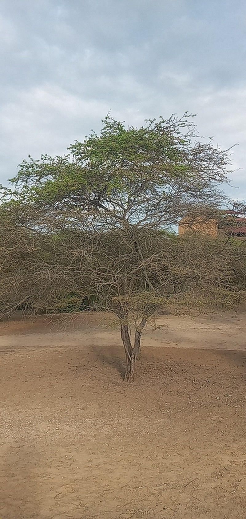 Neltuma piurensis photo 5