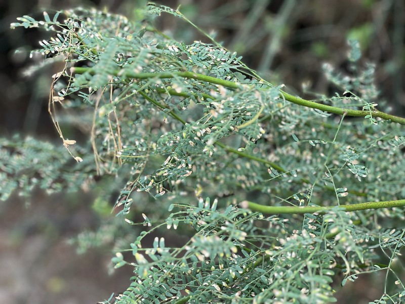 Neltuma piurensis photo 6