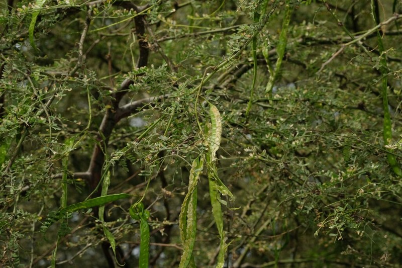 Neltuma piurensis photo 7