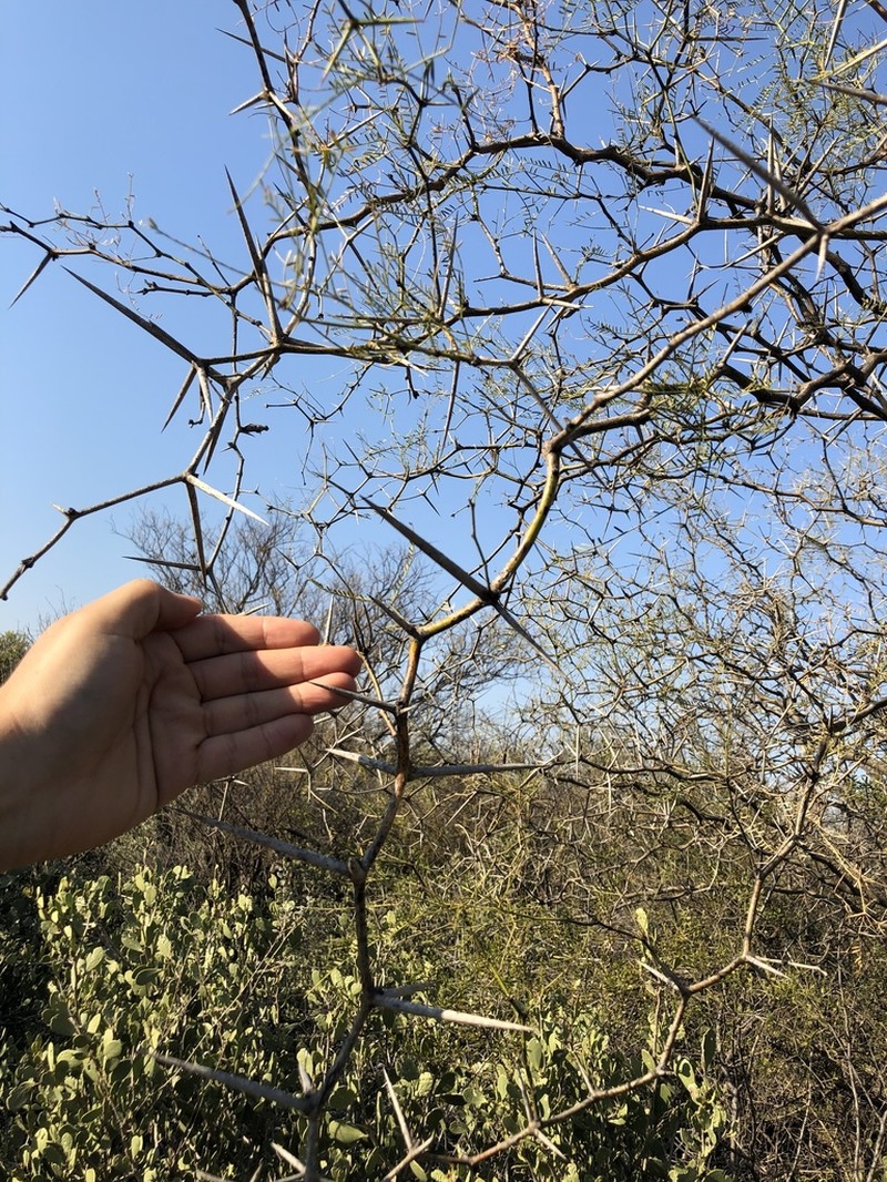 Neltuma pugionata