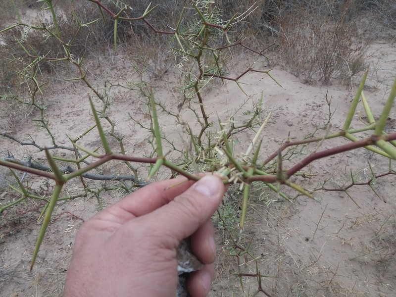 Neltuma pugionata photo 3