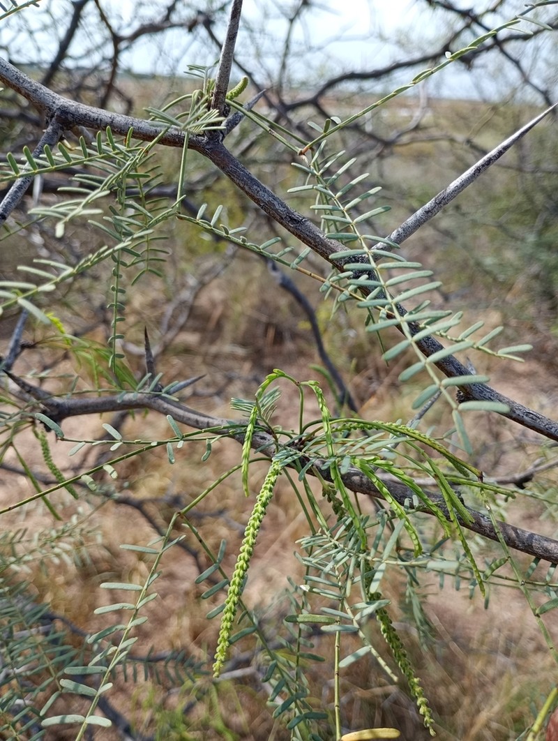 Neltuma pugionata photo 5