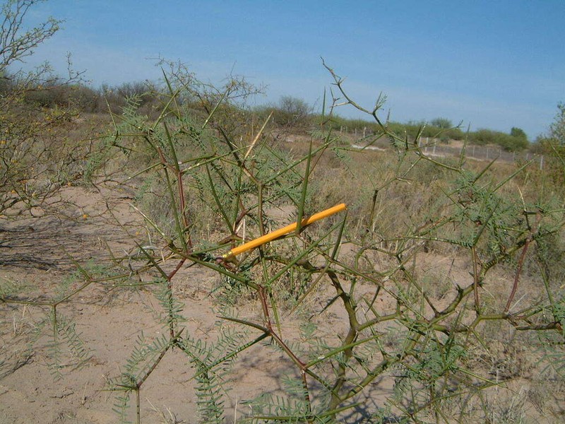 Neltuma pugionata photo 6