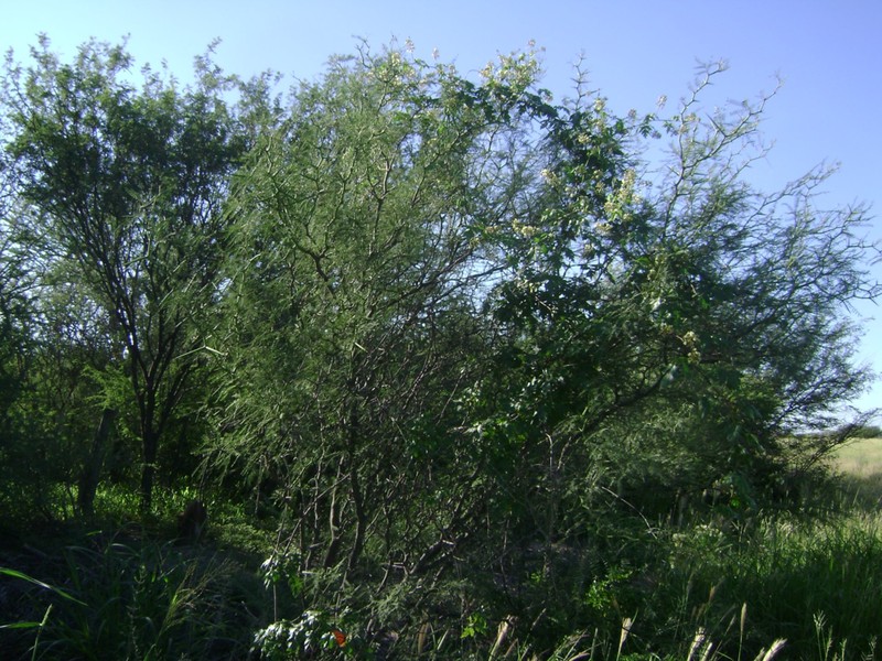 Neltuma pugionata photo 7