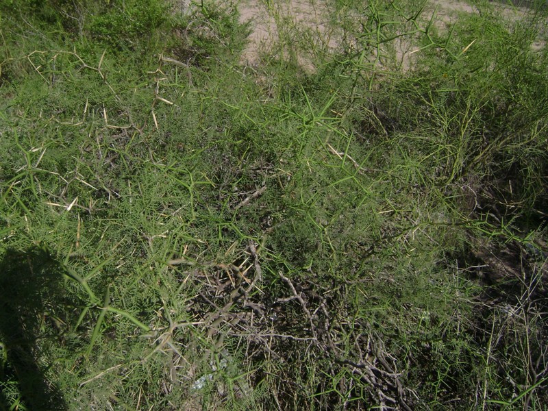 Neltuma pugionata photo 8