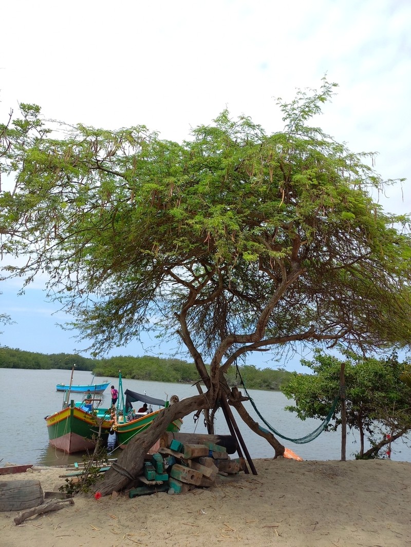 Neltuma purpurea