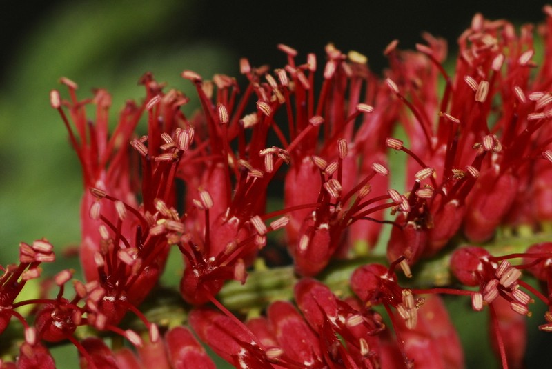 Neltuma rubriflora