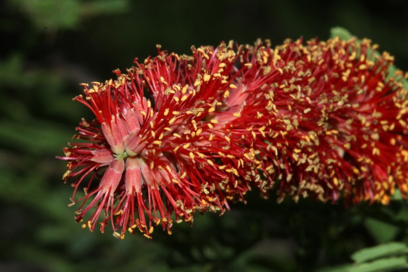 Neltuma rubriflora photo 2