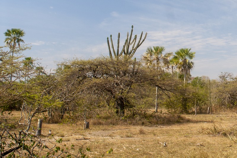 Neltuma rubriflora photo 3