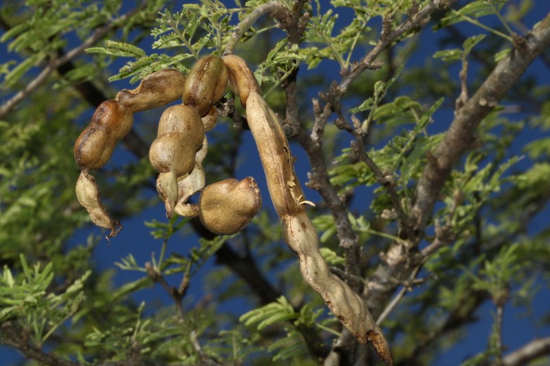 Neltuma rubriflora photo 4
