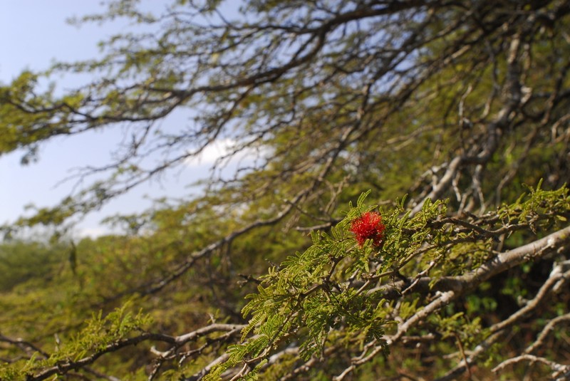 Neltuma rubriflora photo 5