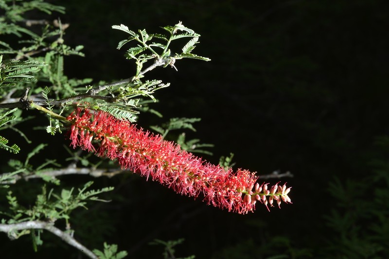 Neltuma rubriflora photo 6