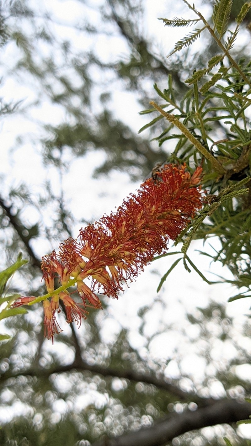 Neltuma rubriflora photo 7