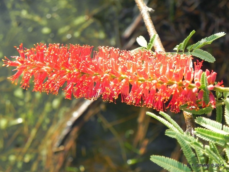 Neltuma rubriflora photo 8