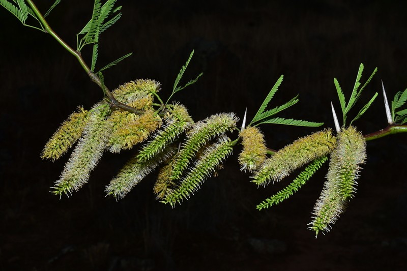 Neltuma tupayachensis