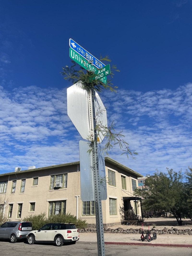 Velvet Mesquite
