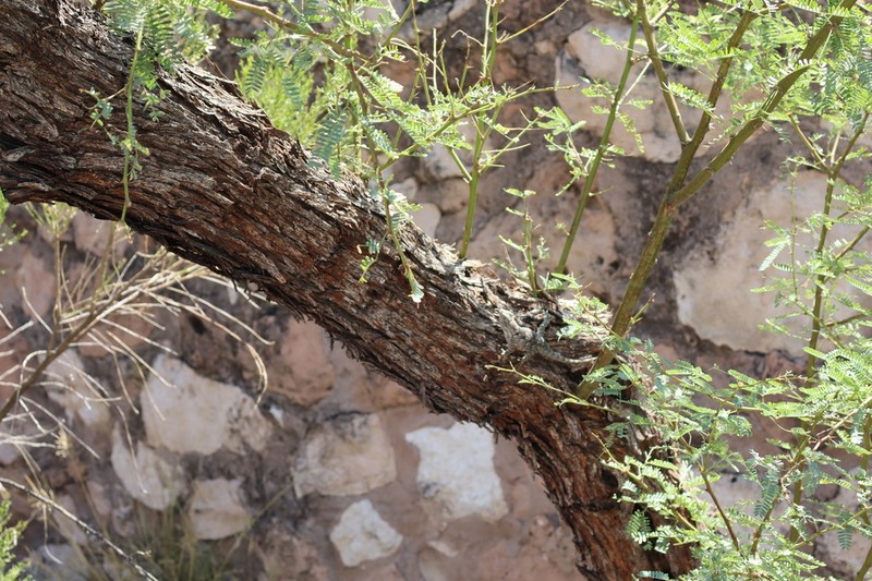 Velvet Mesquite photo 2