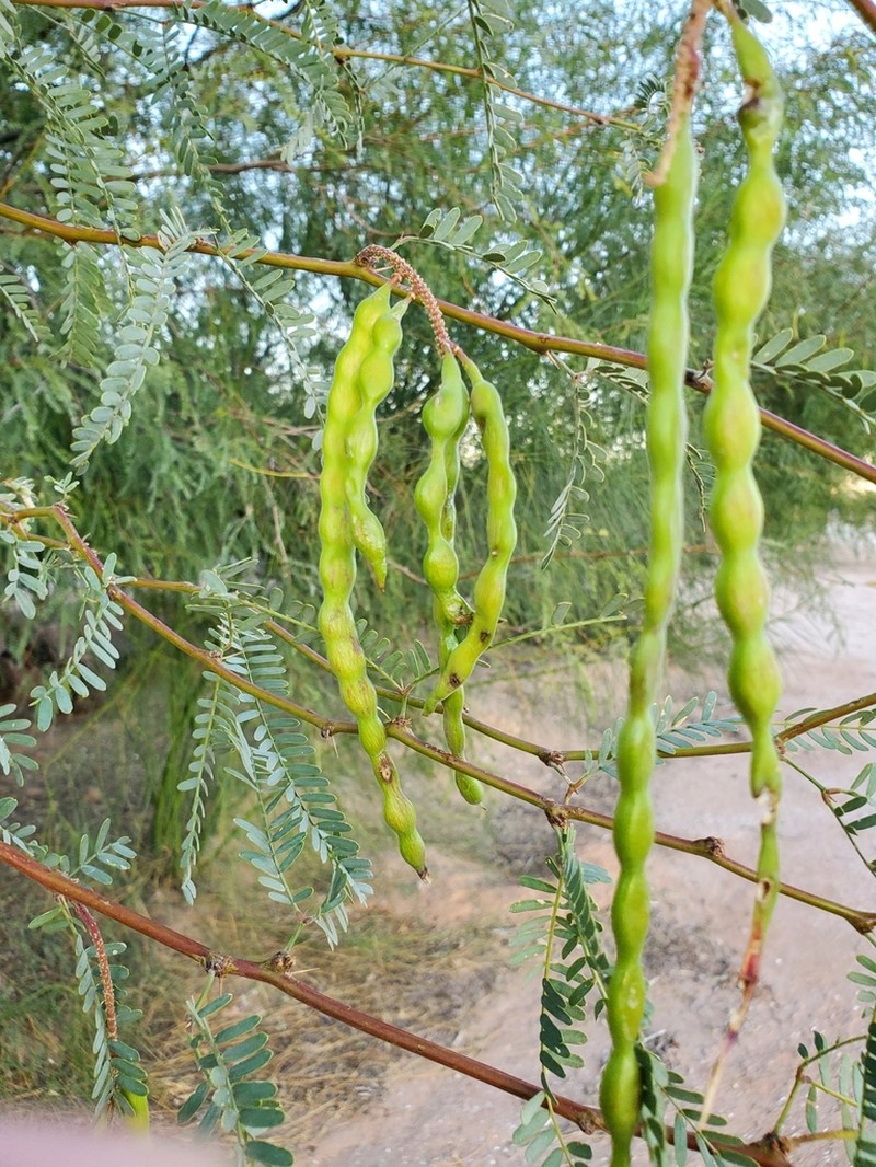 Velvet Mesquite photo 3