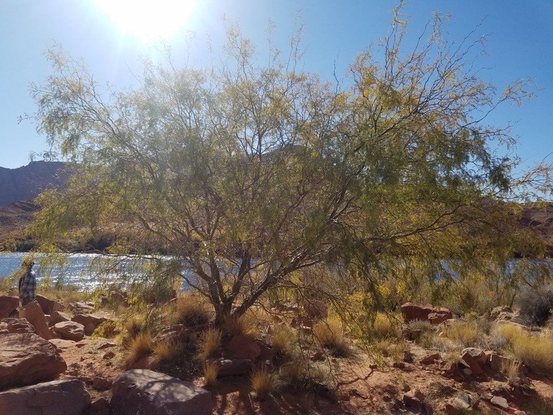 Velvet Mesquite photo 4