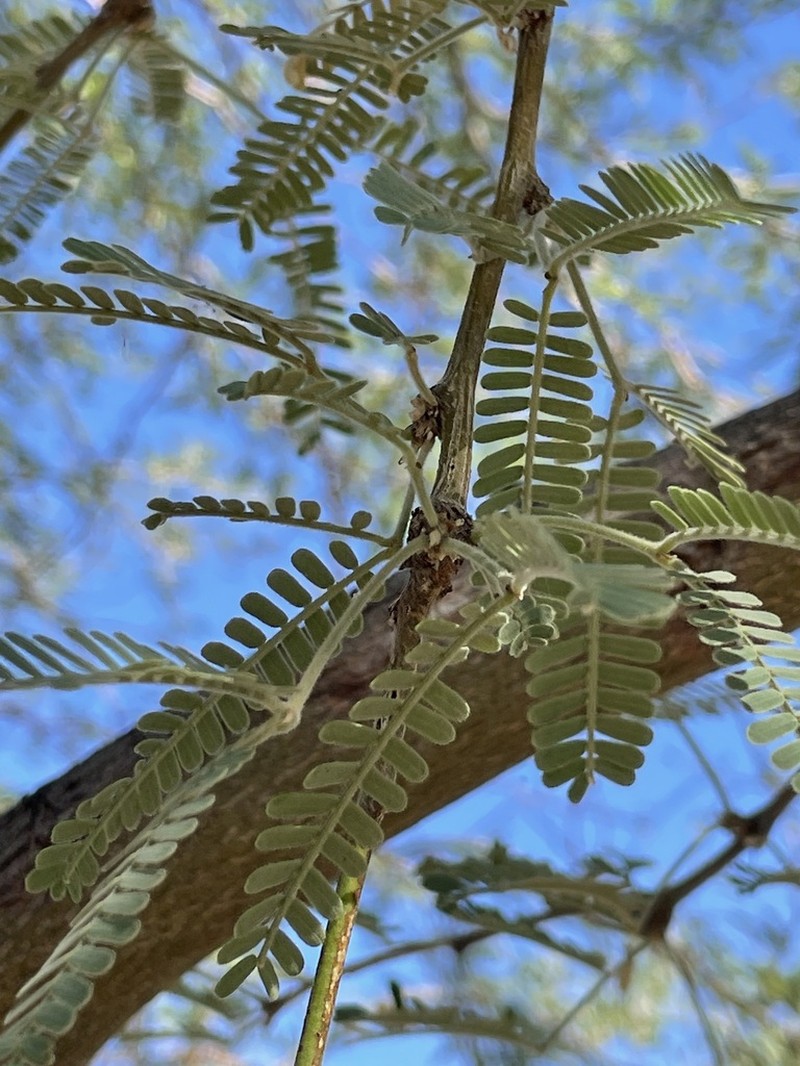 Velvet Mesquite photo 5