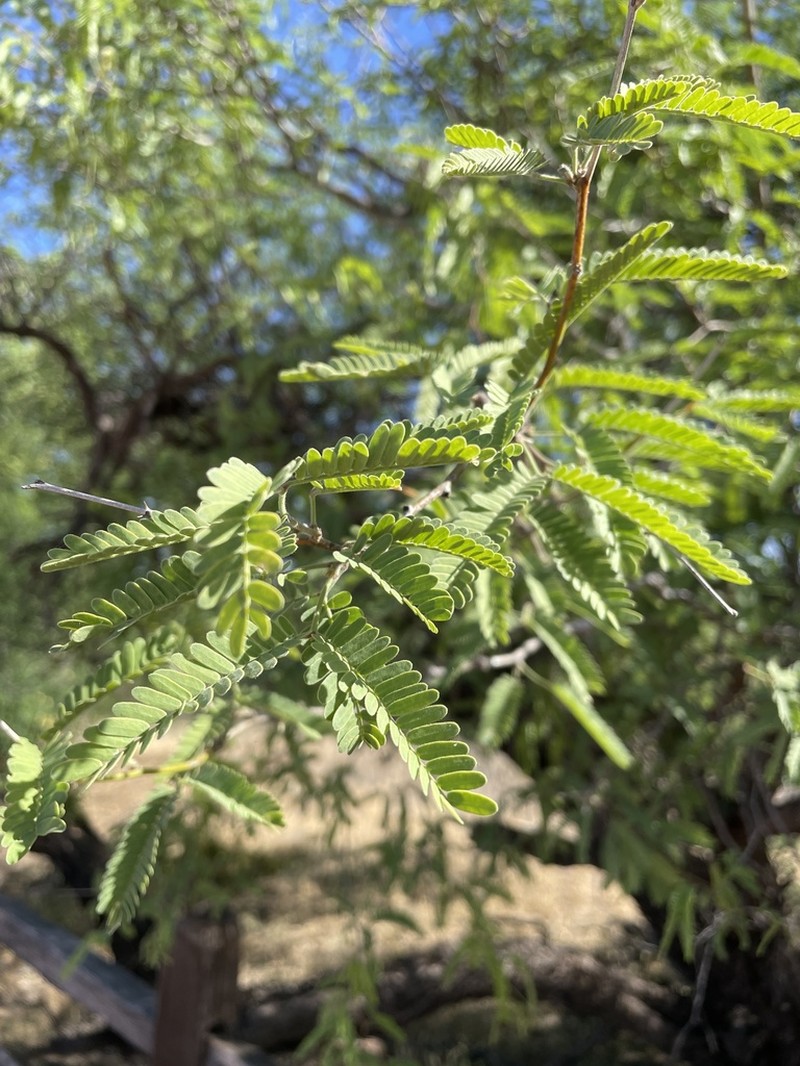 Velvet Mesquite photo 6