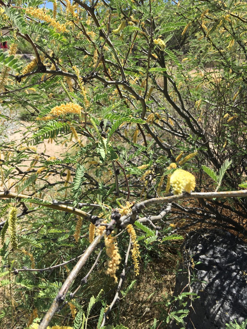Velvet Mesquite photo 7
