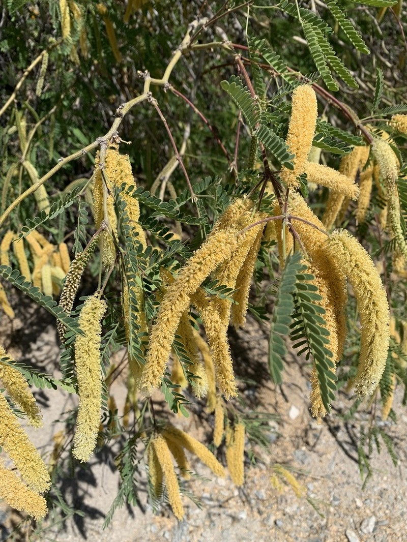 Velvet Mesquite photo 8
