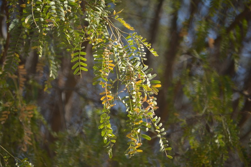 Neltuma yaquiana