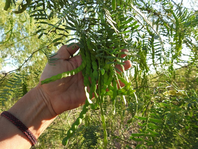 Neltuma yaquiana photo 3