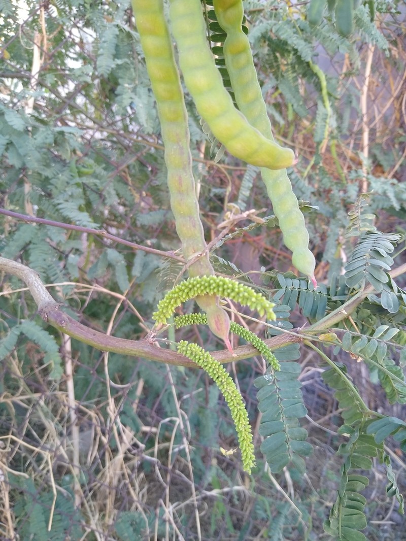 Neltuma yaquiana photo 8