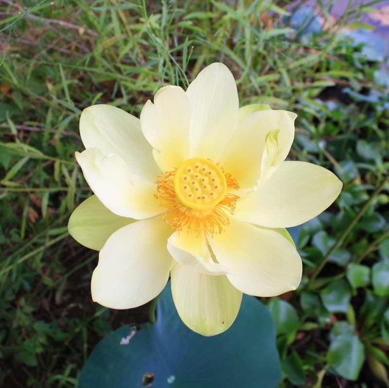 American Lotus photo 3