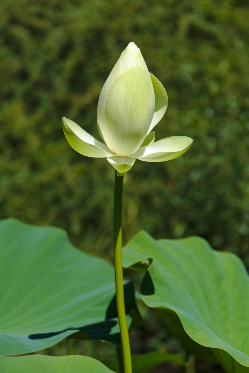 American Lotus photo 4