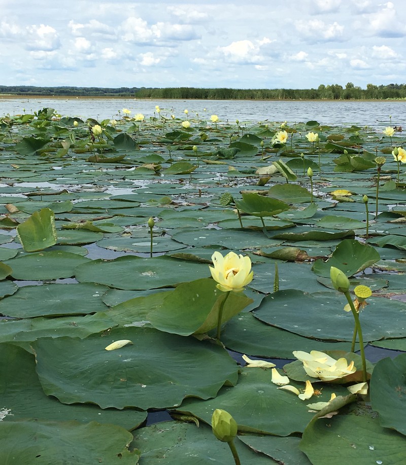 American Lotus photo 2