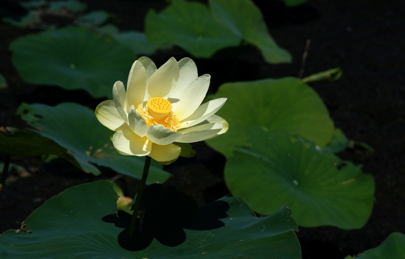American Lotus
