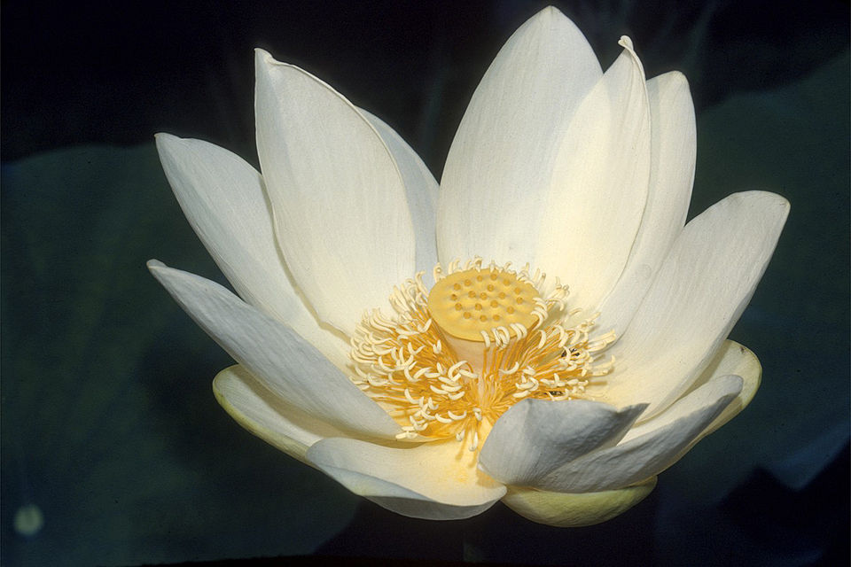 American Lotus photo 8