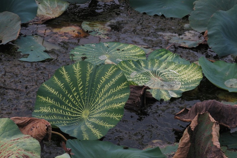 American Lotus photo 6