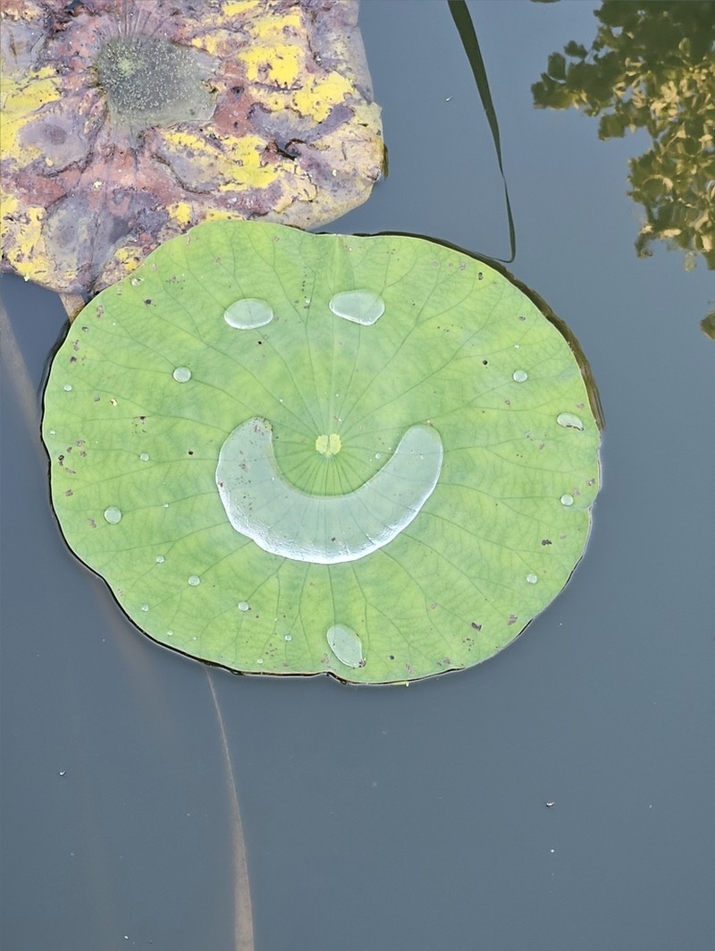 American Lotus photo 7
