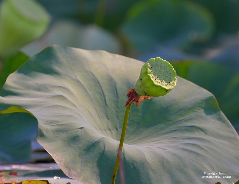 American Lotus photo 8