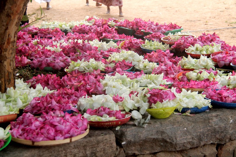 Sacred Lotus photo 2
