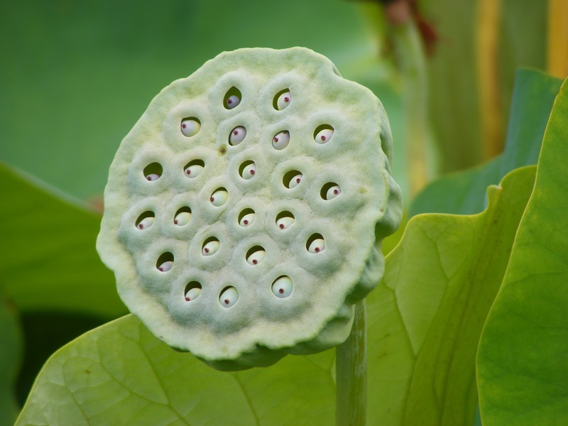 Sacred Lotus photo 3